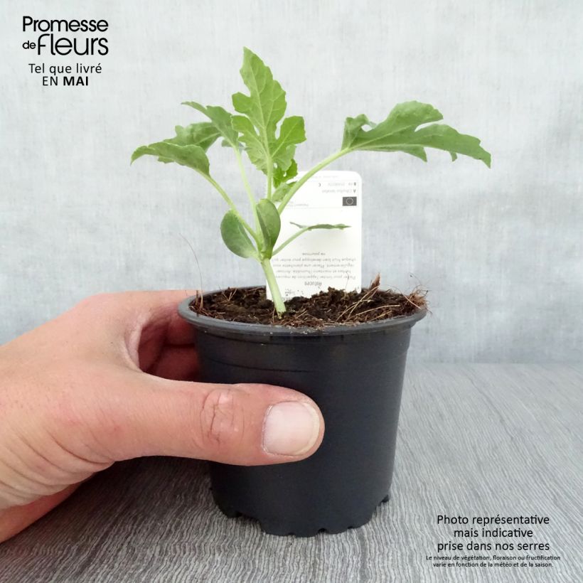 Esimerkki keväällä toimitetusta Vesimeloni Pata Negra F1 10 cm/11 cm ruukku-taimesta