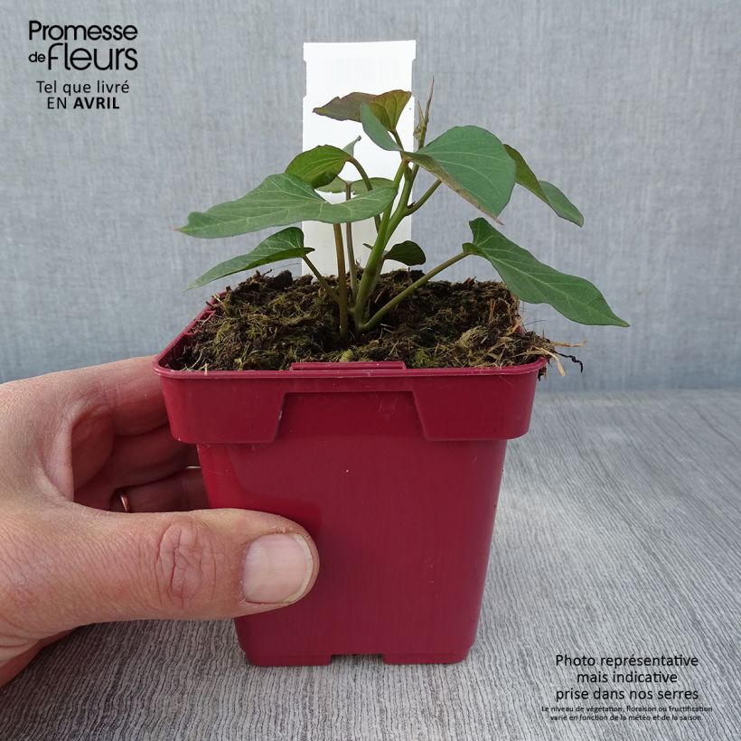 Esimerkki keväällä toimitetusta Bataatti Orléans taimena 10 cm/11 cm ruukku-taimesta