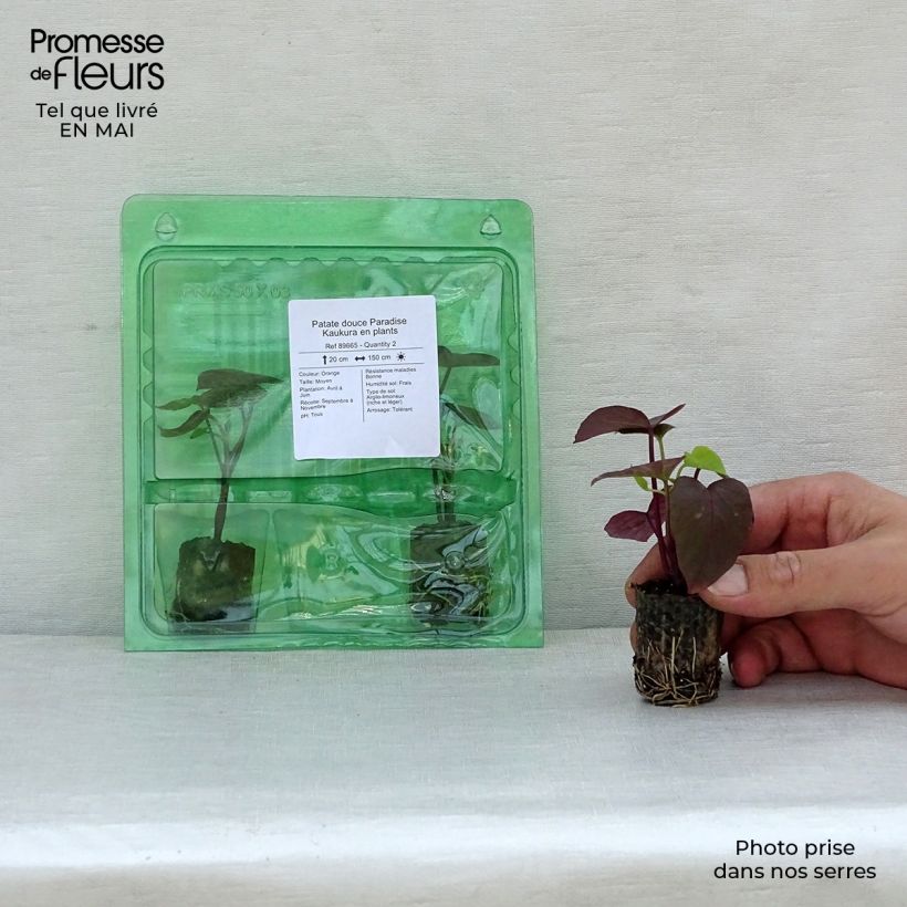Esimerkki keväällä toimitetusta Bataatti Paradise Kaukura taimena Minipaakku Ø 3/4 cm-taimesta
