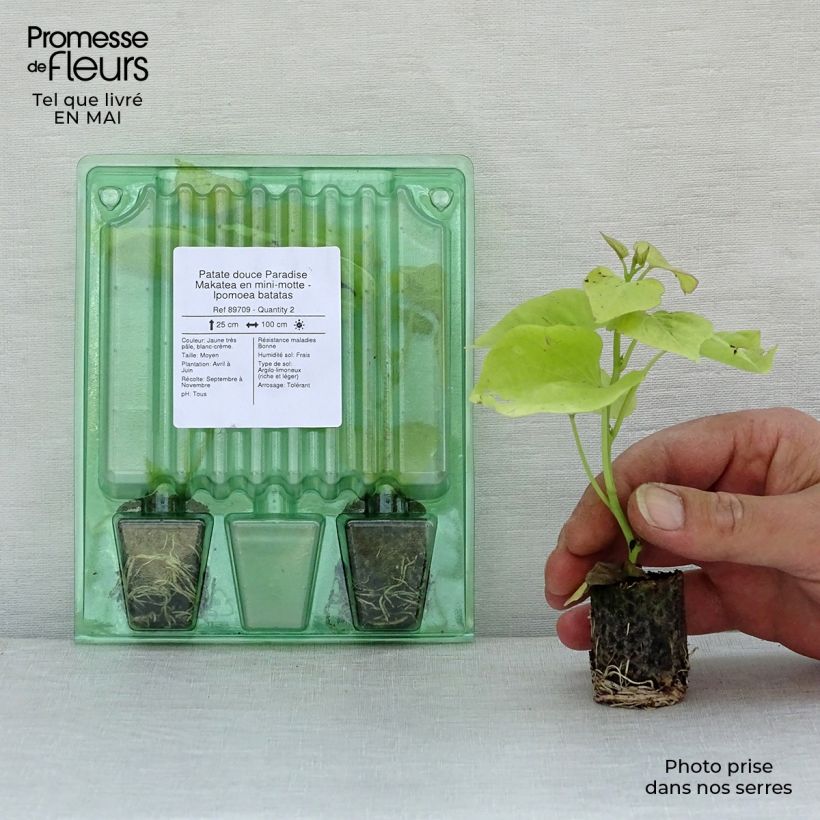 Esimerkki keväällä toimitetusta Bataatti Paradise Makatea Minipaakku Ø 3/4 cm-taimesta