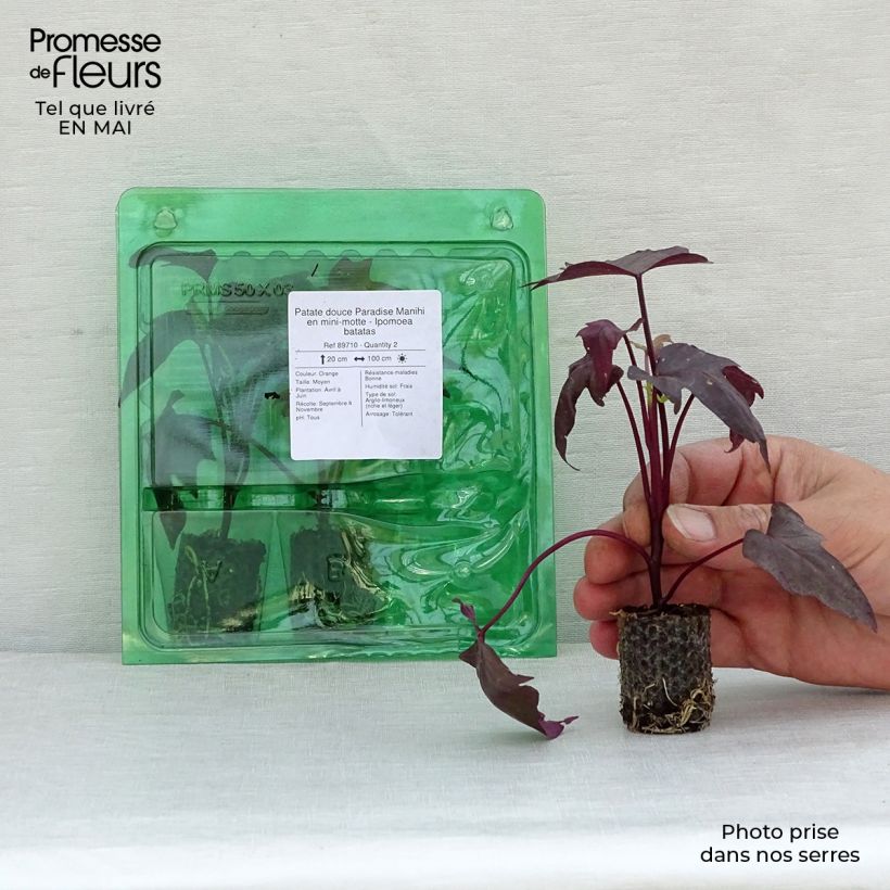 Esimerkki keväällä toimitetusta Bataatti Paradise Manihi Minipaakku Ø 3/4 cm-taimesta