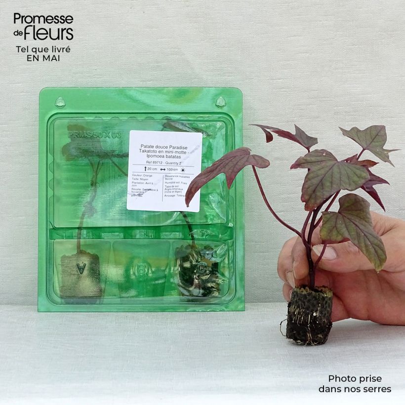Esimerkki keväällä toimitetusta Bataatti Paradise Takatoto Minipaakku Ø 3/4 cm-taimesta