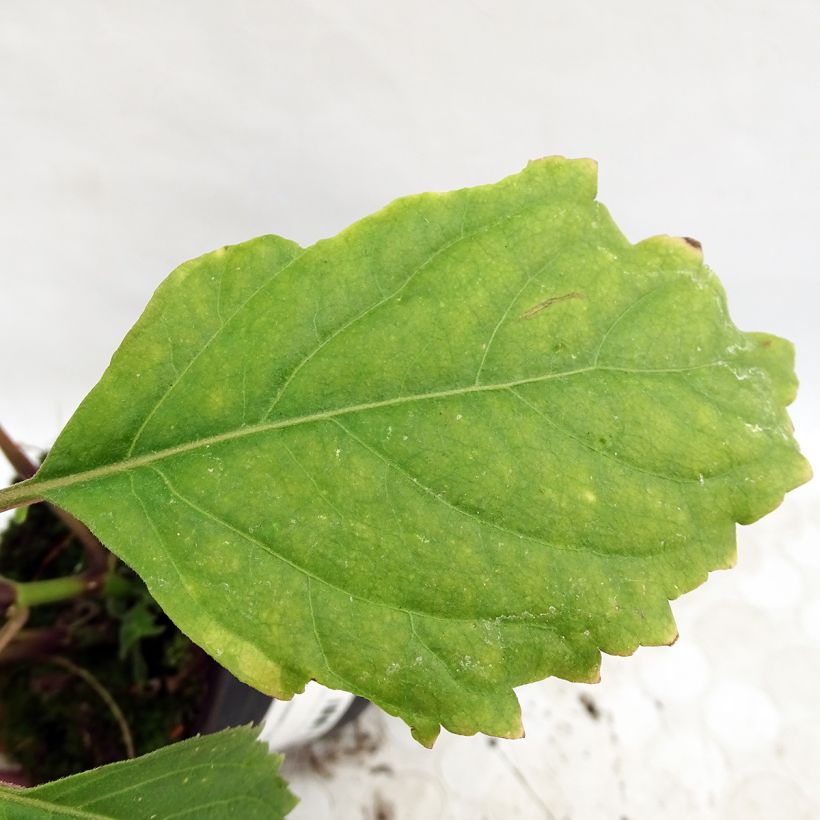 Patsuli - Pogostemon cablin (Lehvistö)