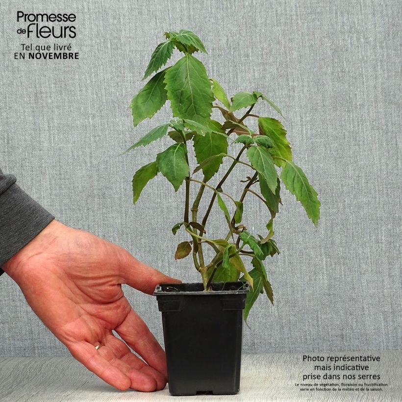 Esimerkki syksyllä toimitetusta Patsuli - Pogostemon cablin 8/9 cm taimiruukku-taimesta