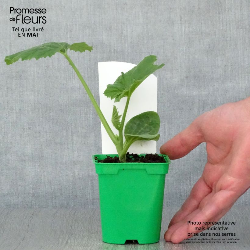 Esimerkki keväällä toimitetusta Kiekkokurpitsa White Bush ruukussa 10 cm/11 cm ruukku-taimesta
