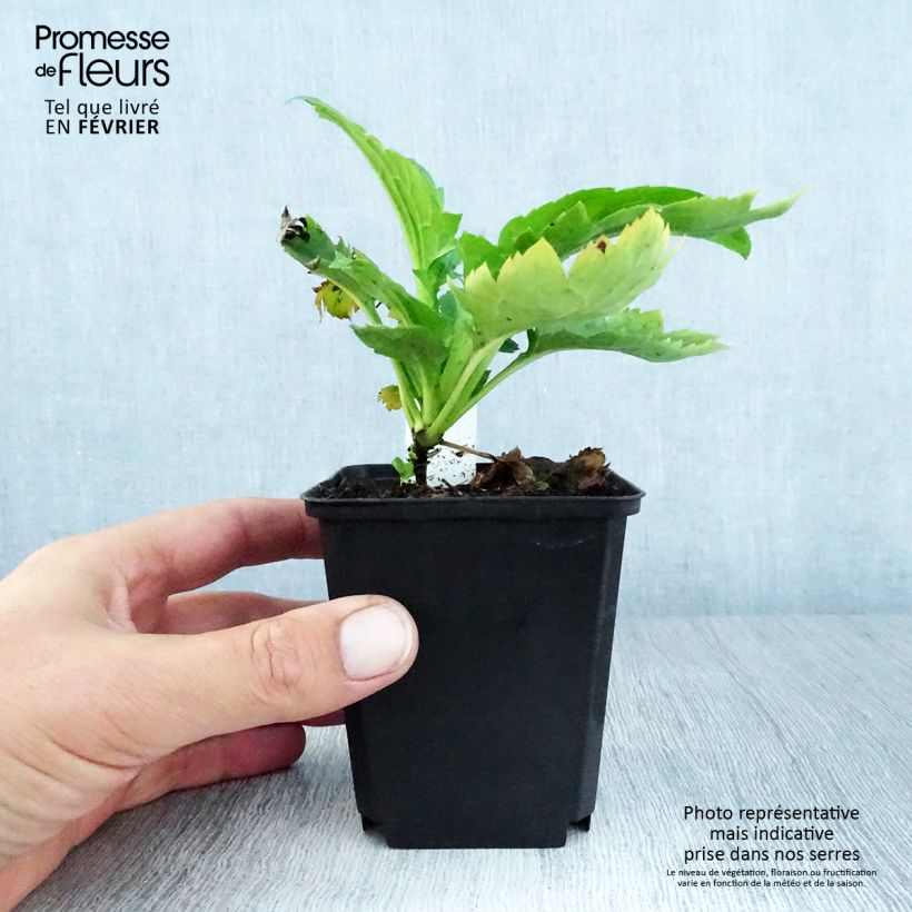 Esimerkki syksyllä toimitetusta Patrinia gibbosa 8/9 cm taimiruukku-taimesta