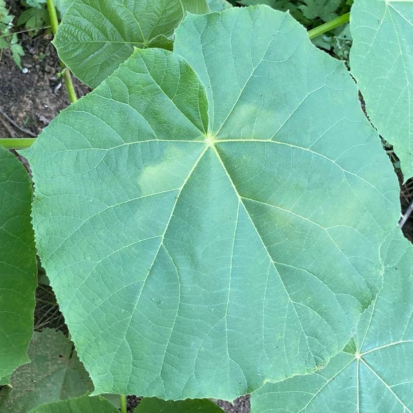 Paulownia fortunei April Light (Lehvistö)