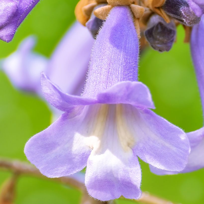 Paulownia fortunei April Light (Kukinta)
