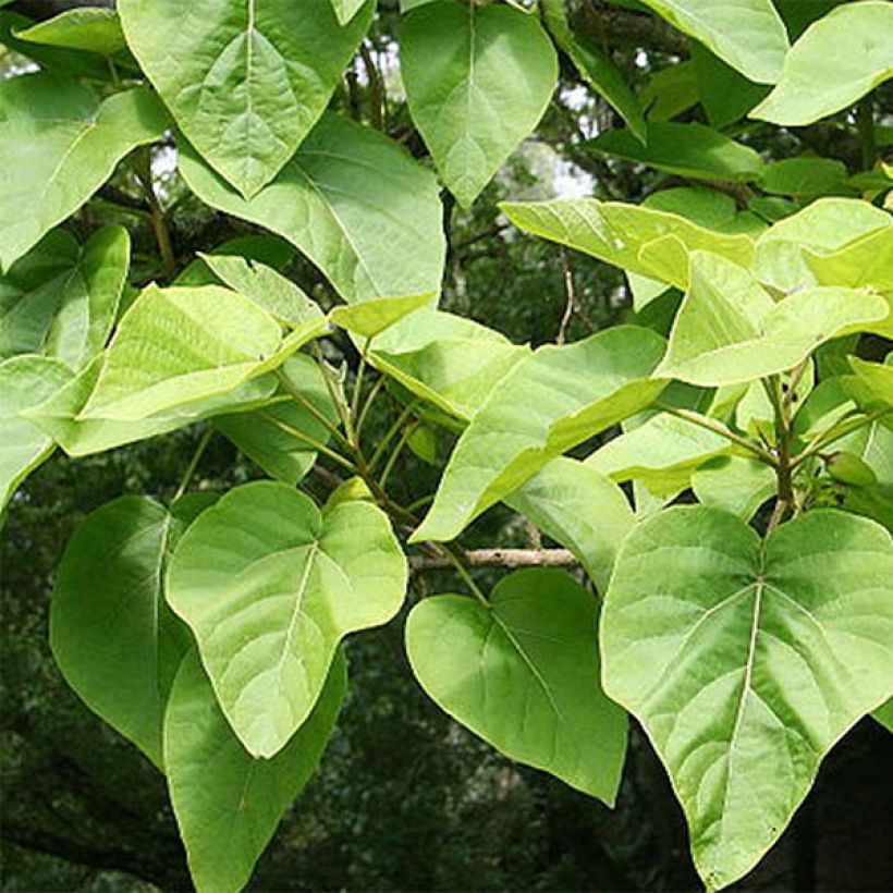 Keisaripuu - Paulownia tomentosa (Lehvistö)