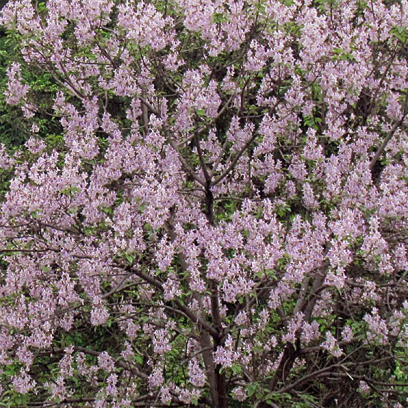 Keisaripuu - Paulownia tomentosa (Kukinta)