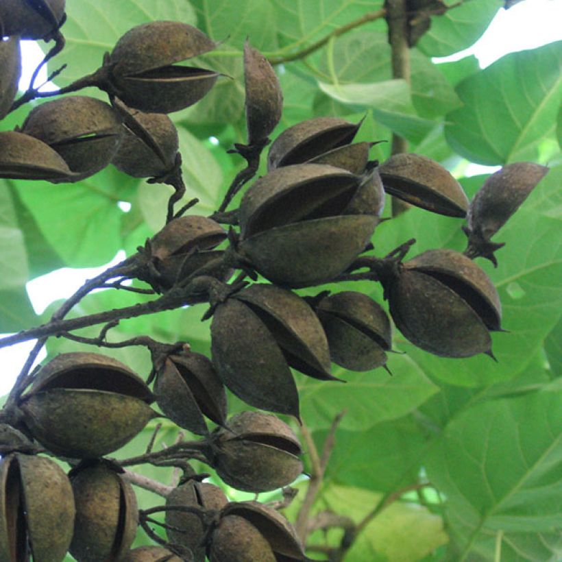 Keisaripuu - Paulownia tomentosa (Sadonkorjuu)