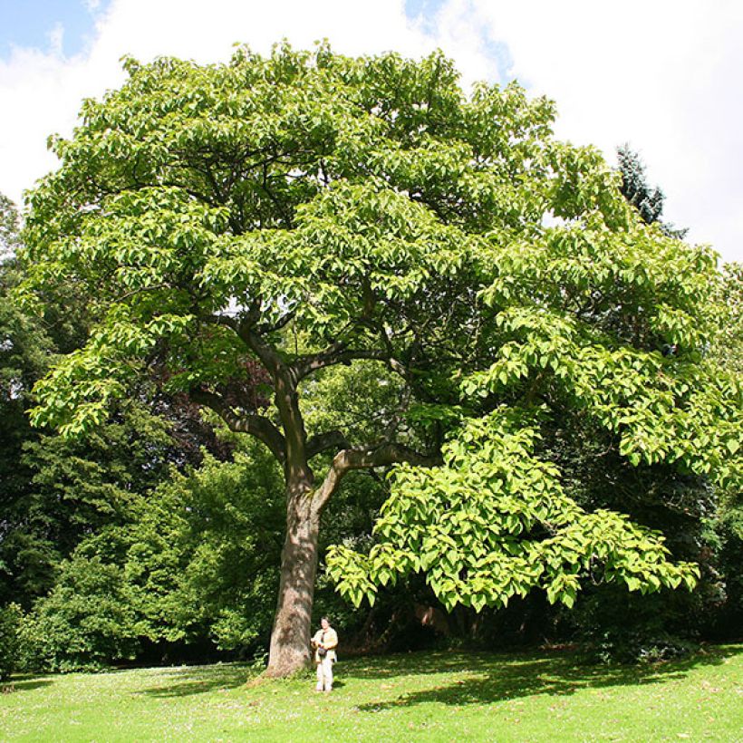 Keisaripuu - Paulownia tomentosa (Kasvutapa)