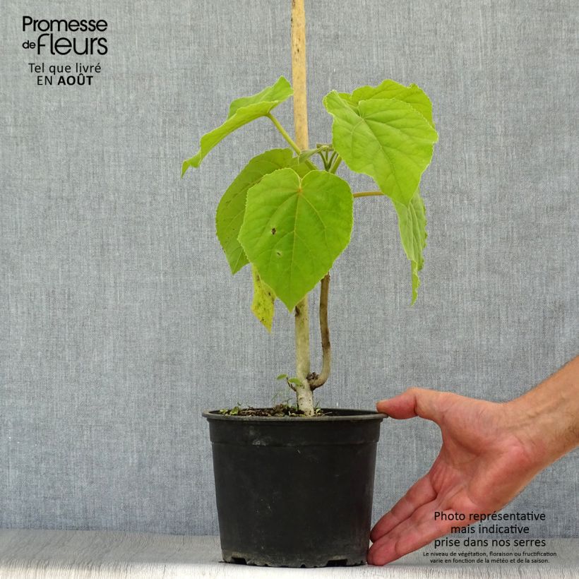 Esimerkki kesällä toimitetusta Keisaripuu - Paulownia tomentosa Ruukku 2L / 3L-taimesta