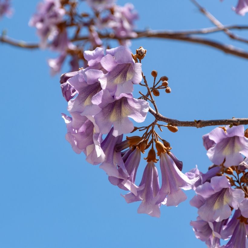 Keisaripuu (siemenet) - Paulownia tomentosa (Kukinta)