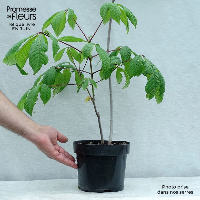 Esimerkki kesällä toimitetusta Huiskahevoskastanja - Aesculus parviflora Pot de 2L/3L-taimesta
