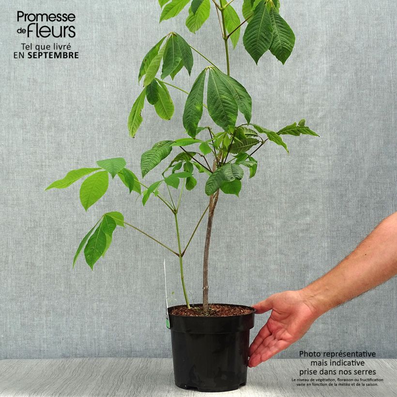 Esimerkki syksyllä toimitetusta Huiskahevoskastanja - Aesculus parviflora 20 litran/25 litran ruukku-taimesta