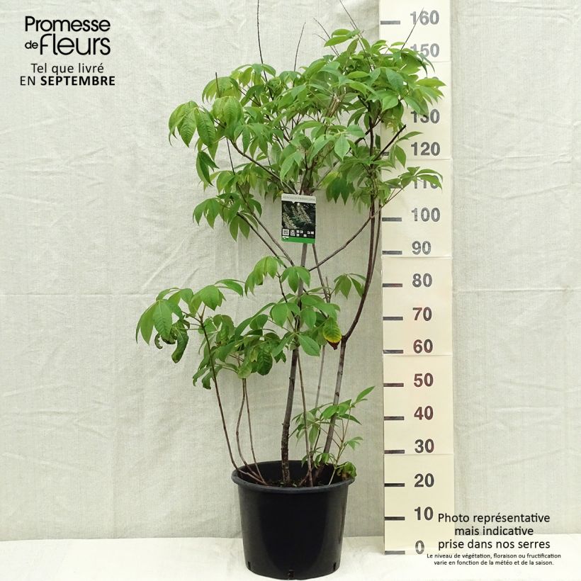 Esimerkki syksyllä toimitetusta Huiskahevoskastanja - Aesculus parviflora 7,5 litran / 10 litran ruukku-taimesta