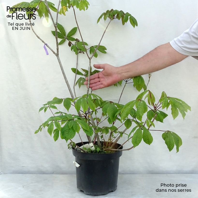 Esimerkki kesällä toimitetusta Huiskahevoskastanja - Aesculus parviflora Pot de 7,5L/10L-taimesta