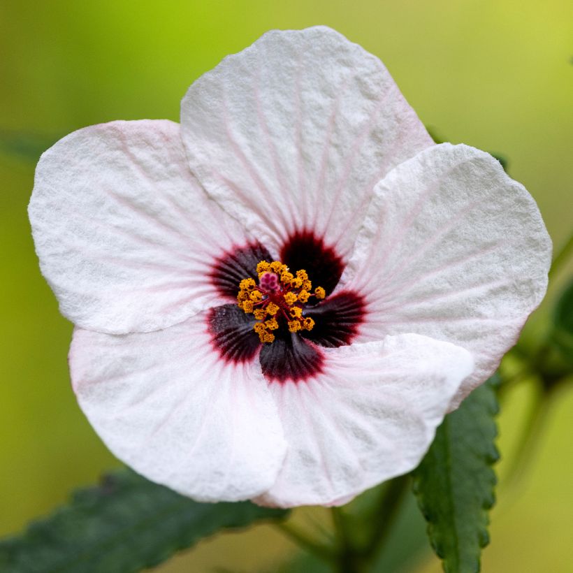Pavonia hastata (Kukinta)