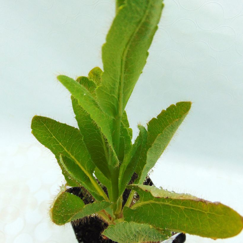 Sinivaleunikko - Meconopsis betonicifolia (Lehvistö)