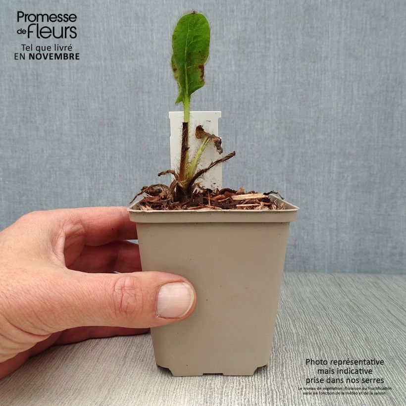 Esimerkki syksyllä toimitetusta Sinivaleunikko - Meconopsis betonicifolia 8/9 cm taimiruukku-taimesta