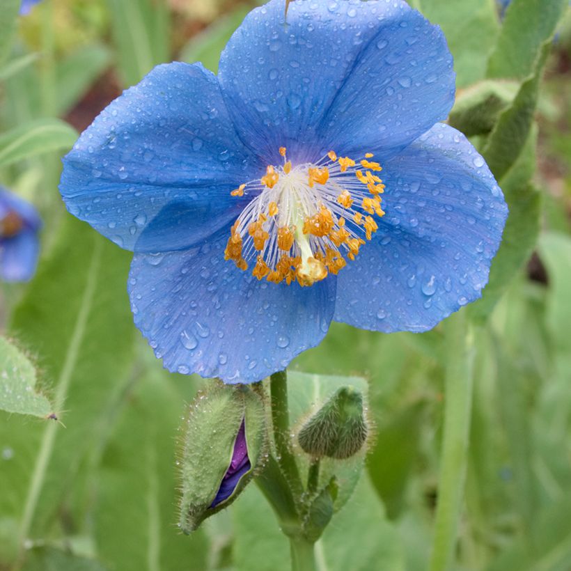 Sinivaleunikko - Meconopsis betonicifolia (Kukinta)