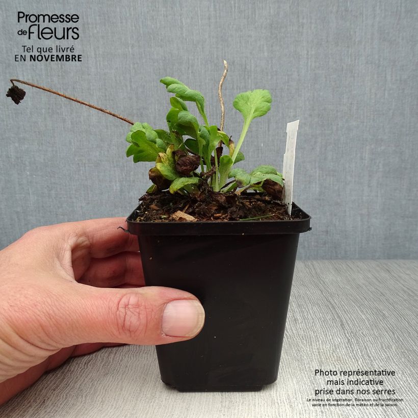 Esimerkki syksyllä toimitetusta Helounikko Gartenzwerg 8/9 cm taimiruukku-taimesta