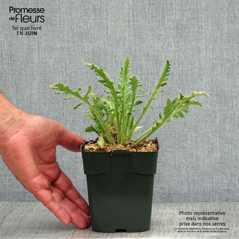 Esimerkki kesällä toimitetusta Helounikko Gartenzwerg 8/9 cm taimiruukku-taimesta