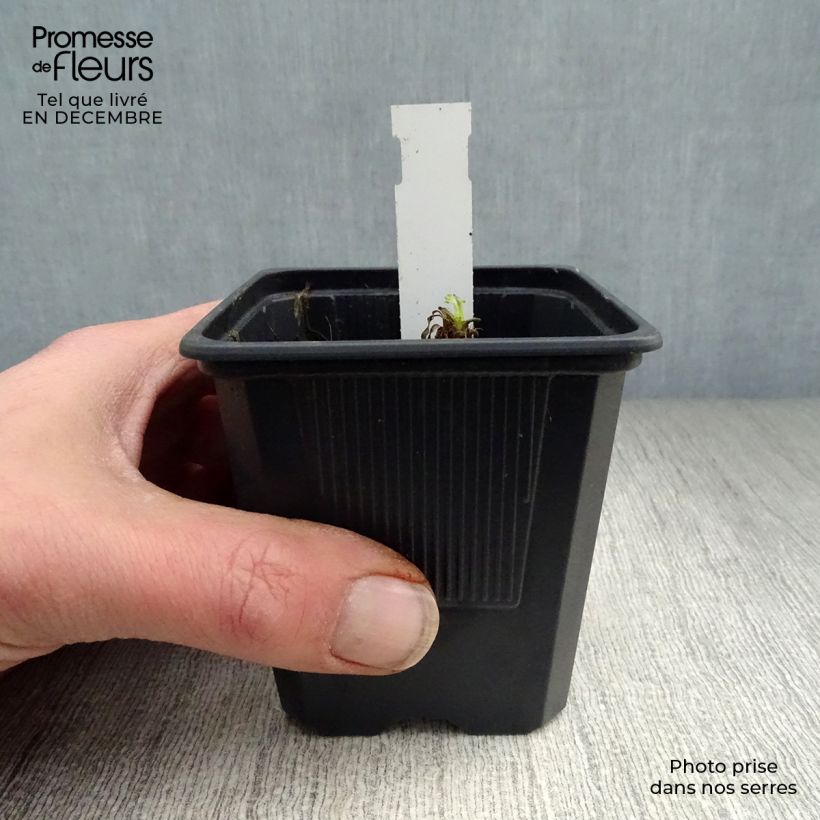 Esimerkki talvella toimitetusta Idänuniko Karine 8/9 cm taimiruukku-taimesta