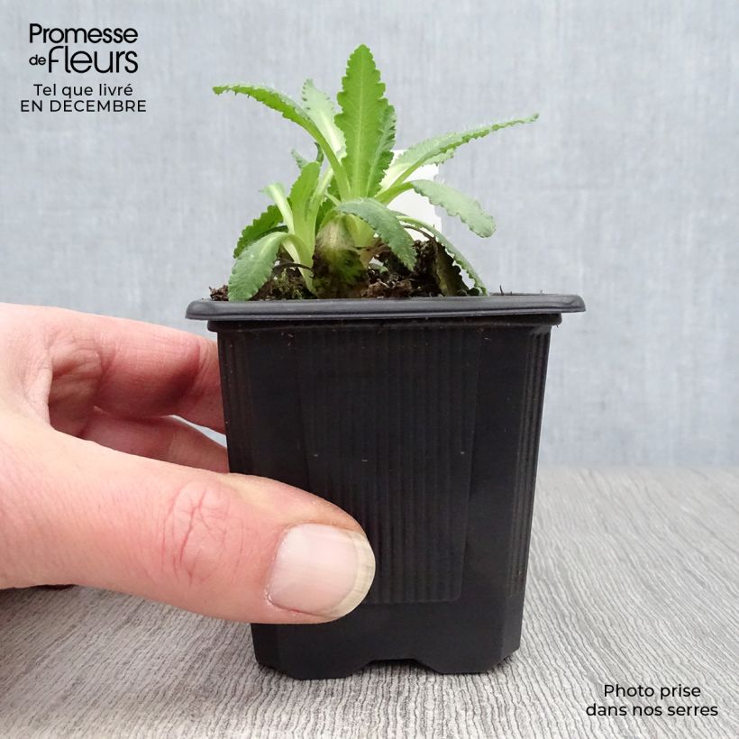 Esimerkki talvella toimitetusta Idänuniko Manhattan 8/9 cm taimiruukku-taimesta