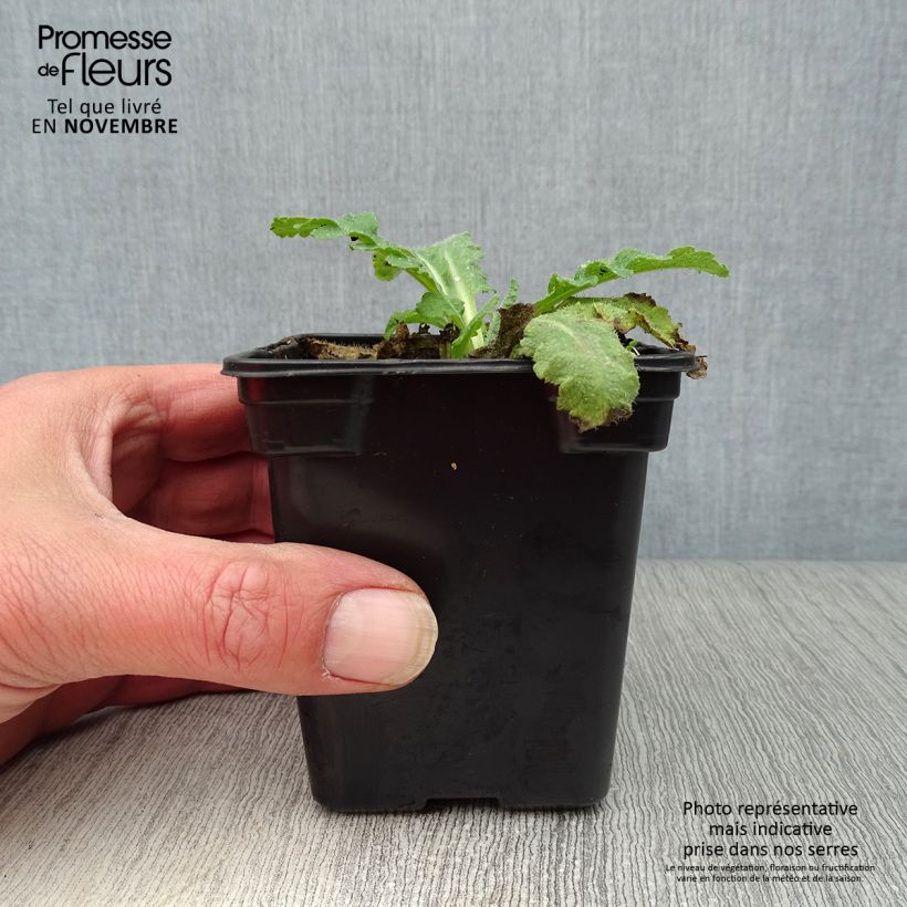 Esimerkki syksyllä toimitetusta Idänuniko Beauty of Livermere 7/8 cm taimiruukku-taimesta