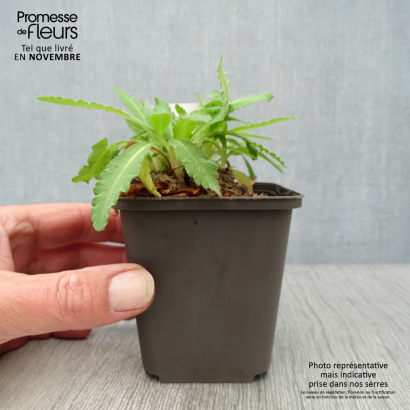 Esimerkki syksyllä toimitetusta Idänuniko Patty's Plum 8/9 cm taimiruukku-taimesta