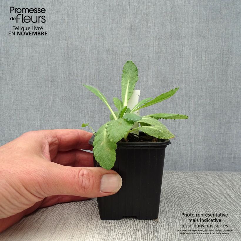 Esimerkki syksyllä toimitetusta Idänuniko Perry's White 8/9 cm taimiruukku-taimesta