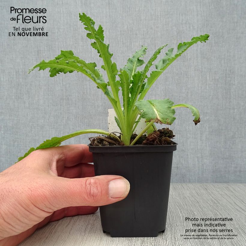 Esimerkki syksyllä toimitetusta Idänuniko Princess Victoria Louise 7/8 cm taimiruukku-taimesta