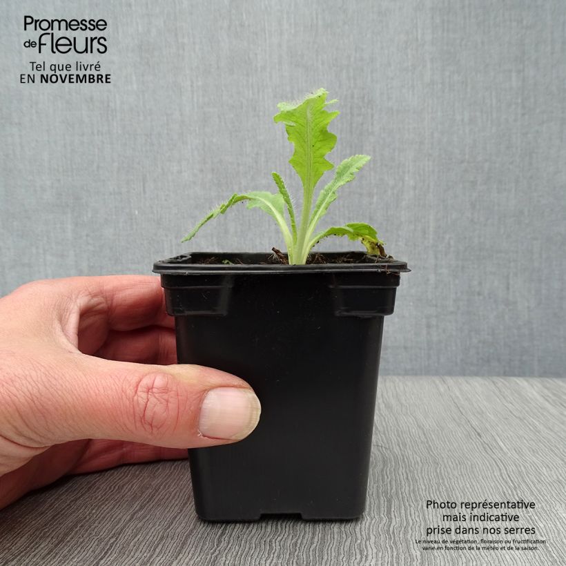 Esimerkki syksyllä toimitetusta Idänuniko Allegro 7/8 cm taimiruukku-taimesta