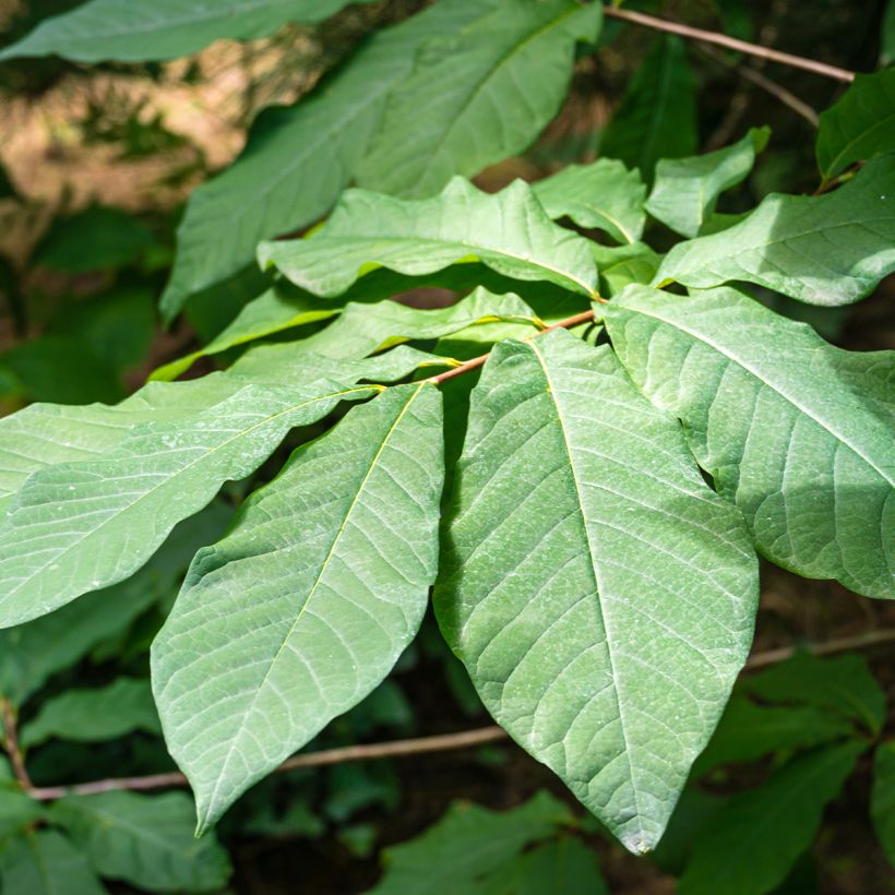 Papavi Allegheny (Lehvistö)
