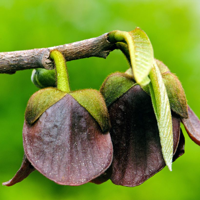 Papavi Allegheny (Kukinta)