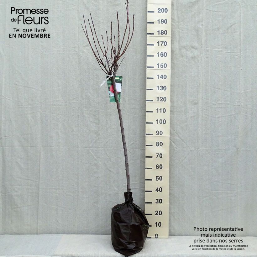 Esimerkki syksyllä toimitetusta Pêcher Andromède - Prunus persica Motte "Prêt-à-planter", Demi-Tige-taimesta