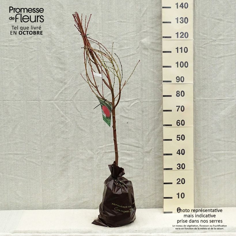 Esimerkki syksyllä toimitetusta Pêcher Andromède - Prunus persica Motte "Prêt-à-planter", Gobelet-taimesta