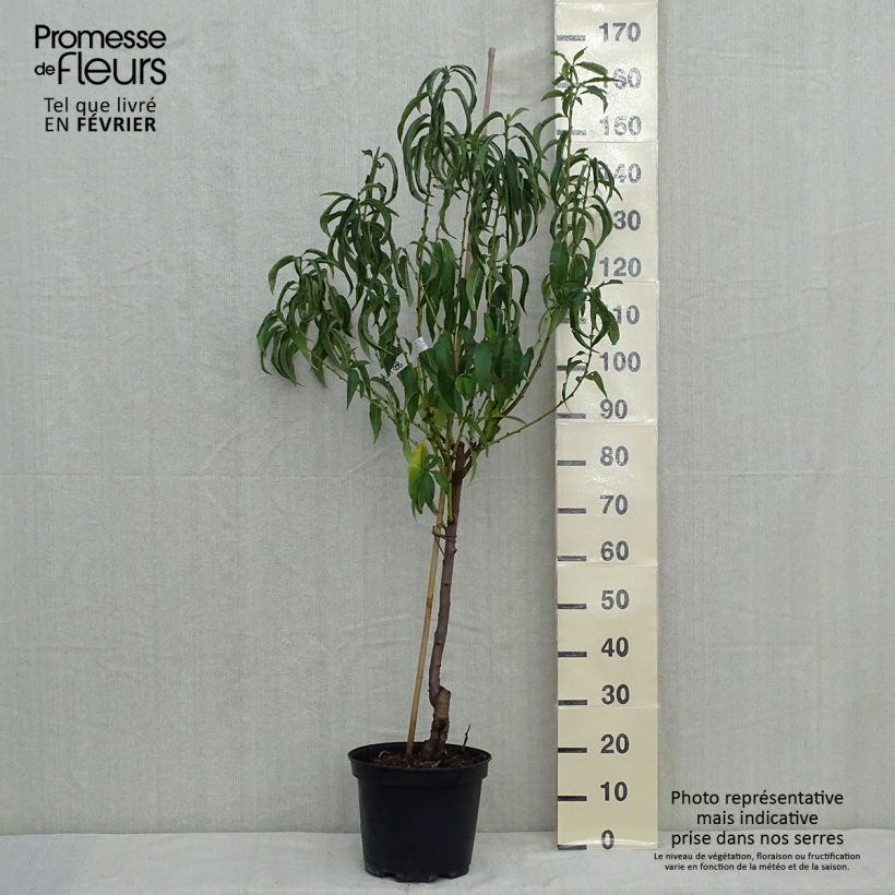 Esimerkki syksyllä toimitetusta Pêcher Charles Ingouf - Prunus persica Pot de 7,5L/10L, Gobelet-taimesta
