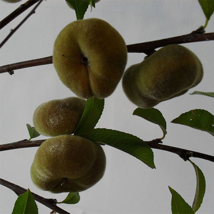 Persikka Jalousia (Sadonkorjuu)