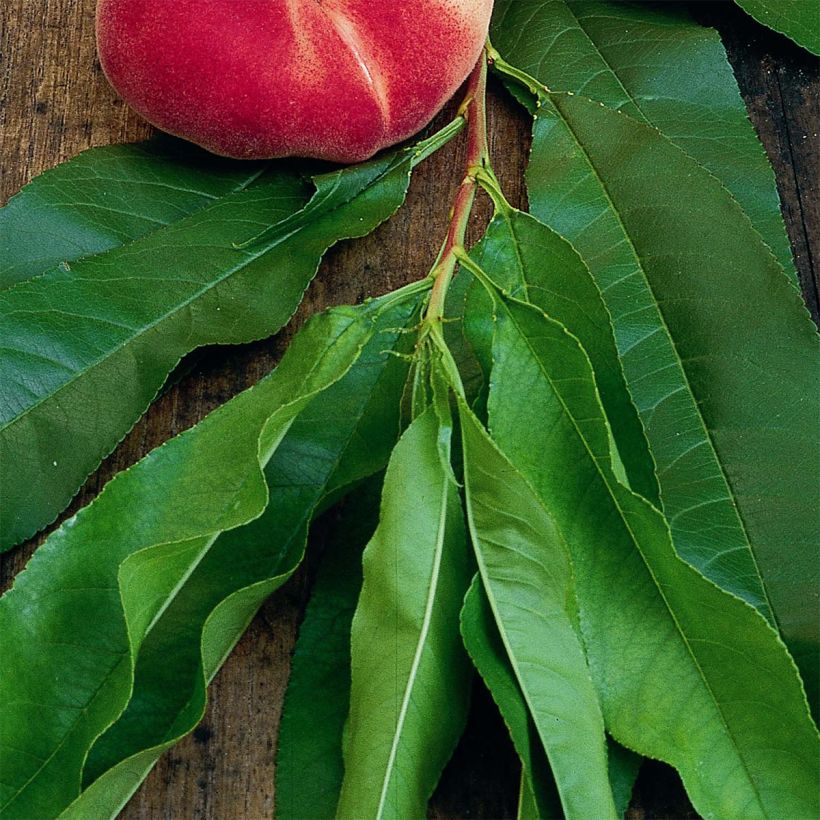 Persikka Fruit Me Peach Me Donut (Lehvistö)