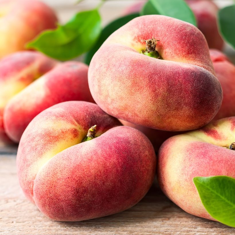 Persikka Fruit Me Peach Me Donut (Sadonkorjuu)