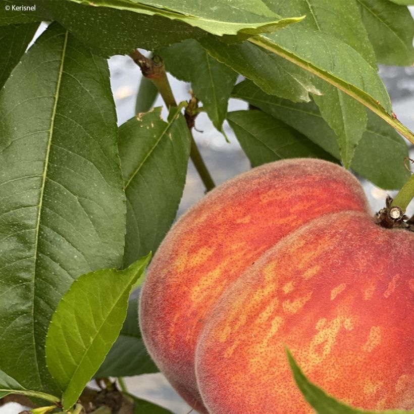 Persikka Fruit Me Peach Me Red (Lehvistö)