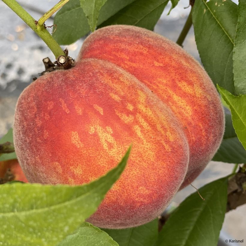 Persikka Fruit Me Peach Me Red (Sadonkorjuu)