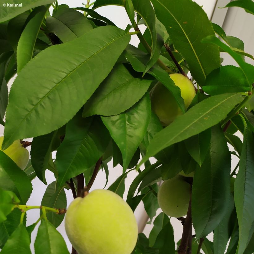 Persikka Fruit Me Peach Me Yellow (Lehvistö)