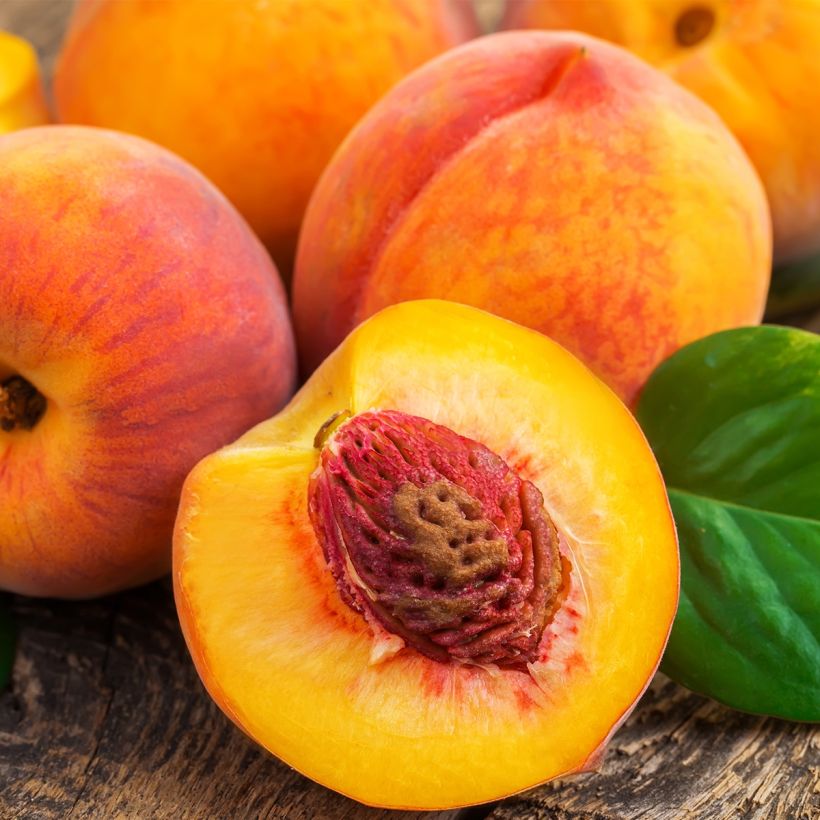 Persikka Fruit Me Peach Me Yellow (Sadonkorjuu)