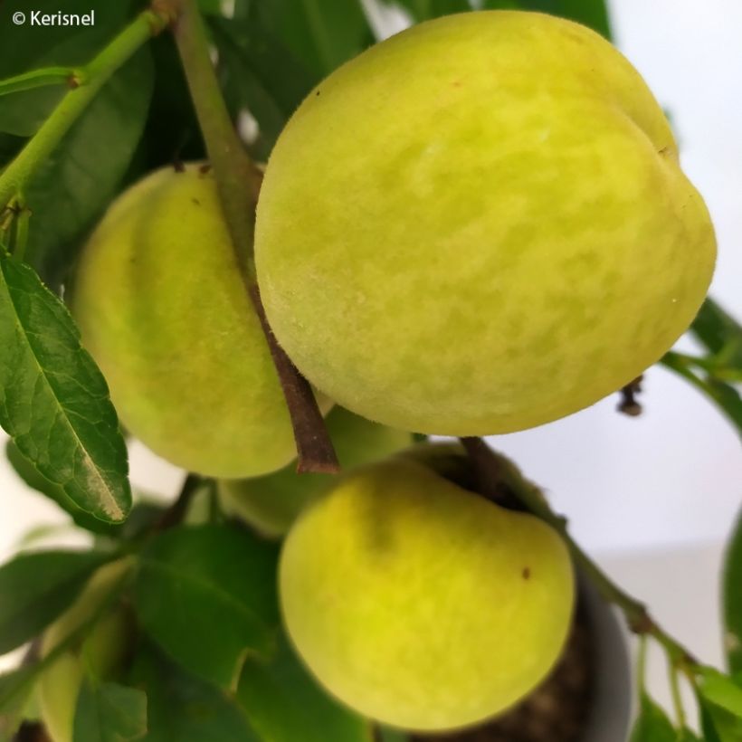 Persikka Ice Peach Gelo Fruit Me (Sadonkorjuu)