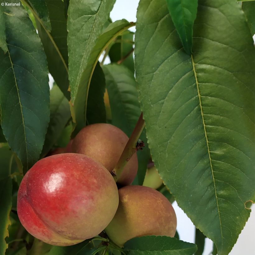 Nektariini Fruit Me Necta Me (Lehvistö)