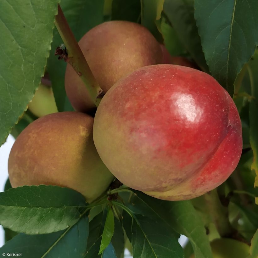 Nektariini Fruit Me Necta Me (Sadonkorjuu)